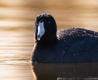 CB Photography American Coot