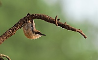 CB Photography Brown-Headed Nuthatch