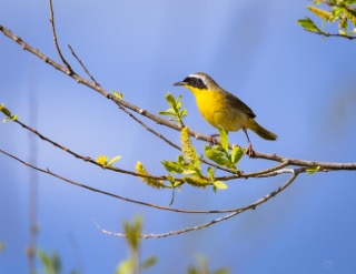 CB Photography Common Yellowthroat New World Warbler