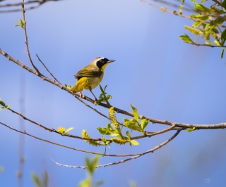 CB Photography Common Yellowthroat New World Warbler - Back