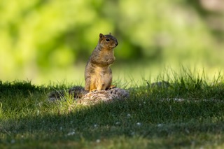 CB Photography Squirrel
