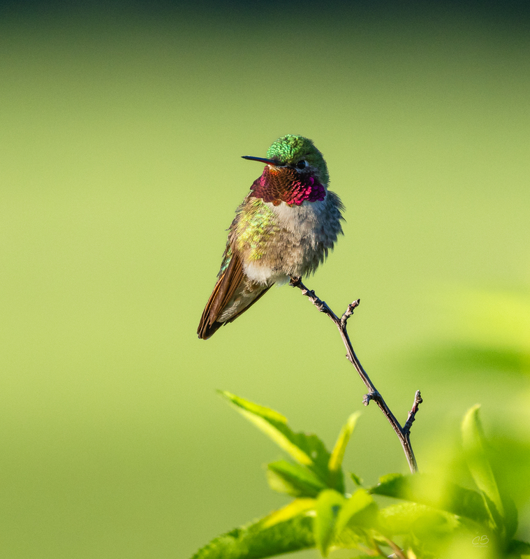 Ruffled Ruby Throated Humingbird