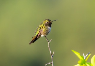 CB Photography Anna's Hummingbird