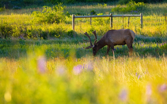 CB Photography Grazing Elk