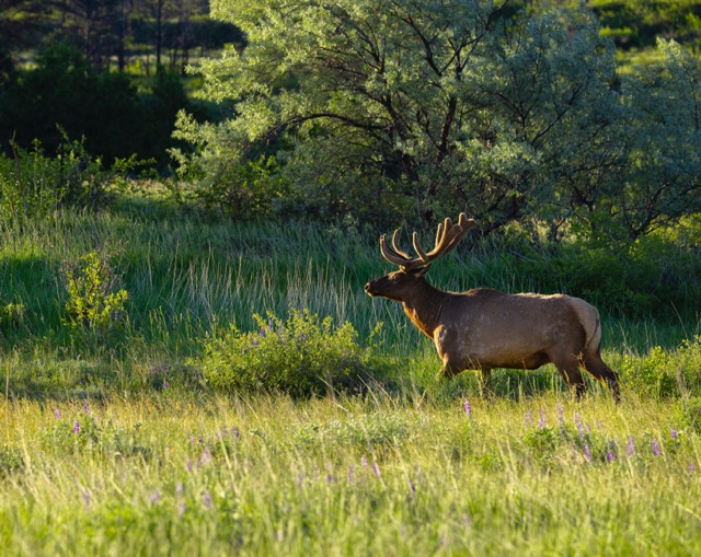 CB Photography Elk In Meadow