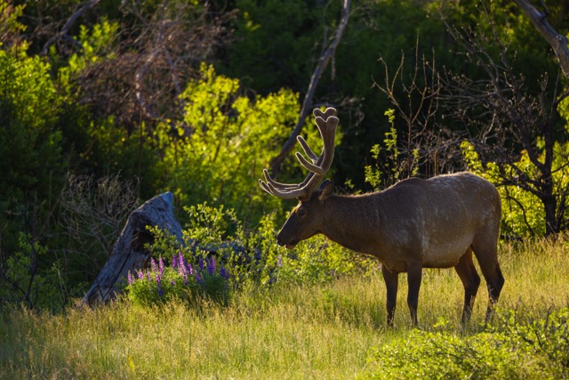 CB Photography Elk With Bush