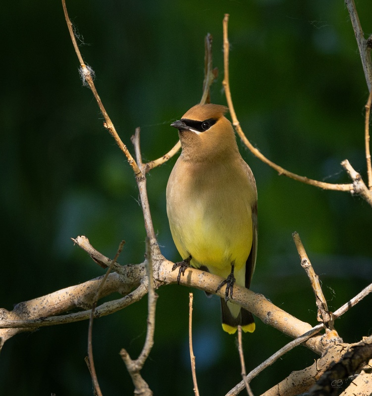 CB Photography Cedar Waxwing