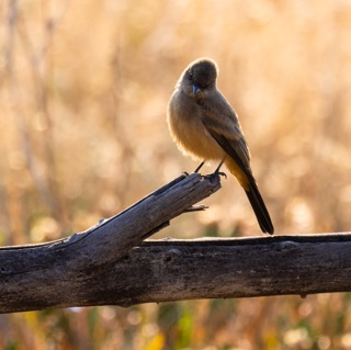 CB Photography Say's Phoebe Tyrant Flycatcher