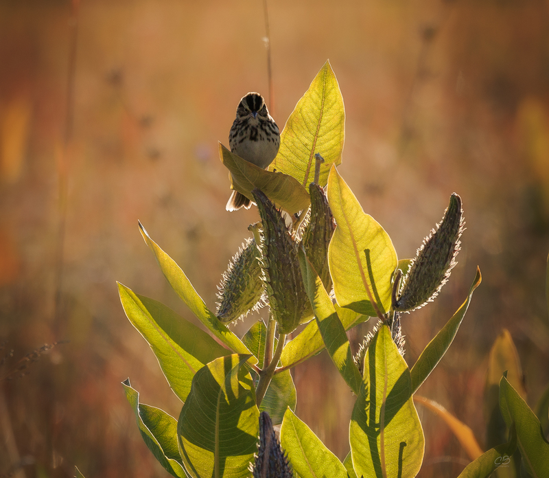 Savannah Sparrow On Milk Thistle