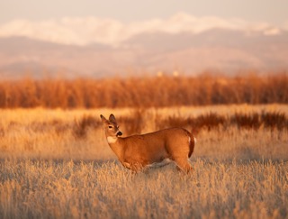CB Photography Mule Deer With Rockies Behind
