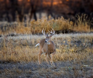 CB Photography Mule Deer Buck