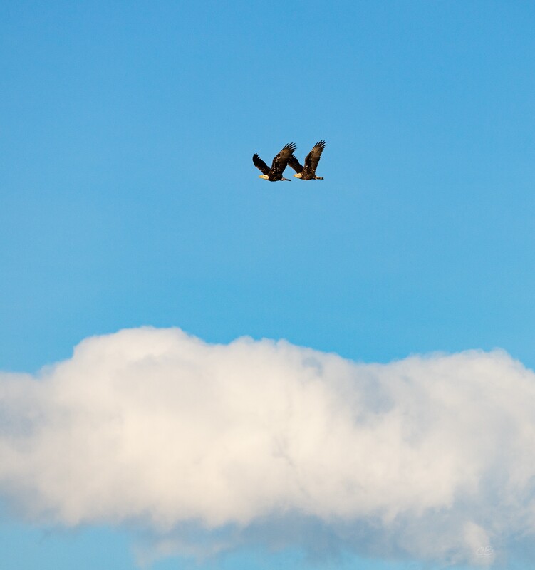 CB Photography Valkyrie