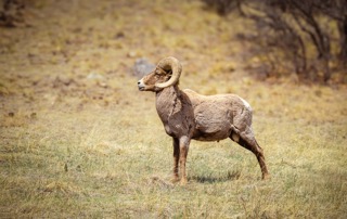 CB Photography Bighorn Sheep Showman