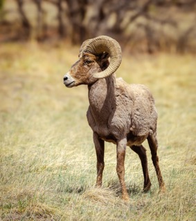 CB Photography Bighorn Sheep Encounter