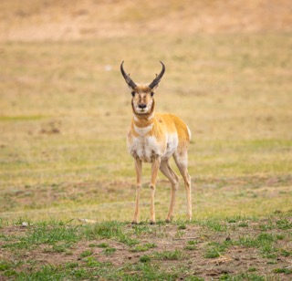 CB Photography Pronghorn Antelope