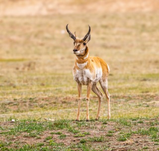 CB Photography Pronghorn Antelope