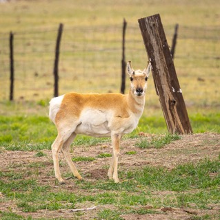 CB Photography The Uninvited Guest