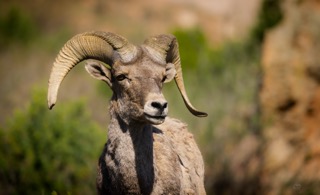 CB Photography Bighorn Sheet Overlooking Garden Of The Gods