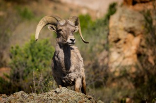 CB Photography Bighorn Sheet Overlooking Garden Of The Gods