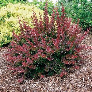 CHERRY BOMB BARBERRY (BERBERIS THUNBERGII ‘MONOMB’)