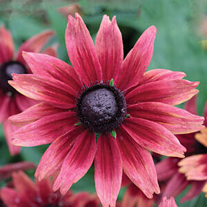 CHERRY BRANDY BLACK-EYED SUSAN (RUDBECKIA HIRTA ‘CHERRY BRANDY’)