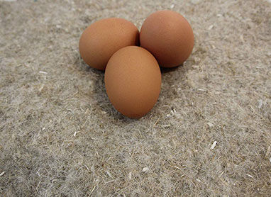 Terrafibre Poultry Nesting Mat