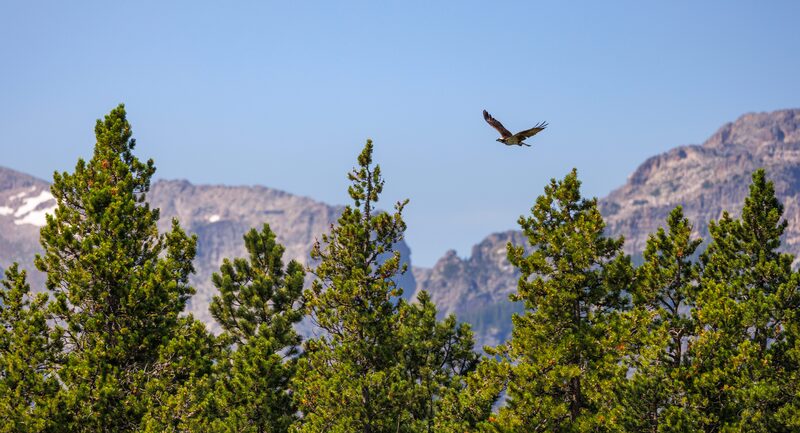 CB Photography Osprey In Flight