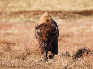 CB Photography Respect The Wild