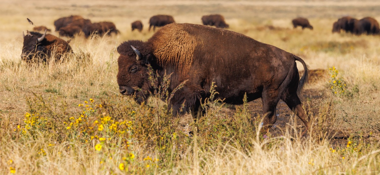 CB Photography Bison Bull With Herd