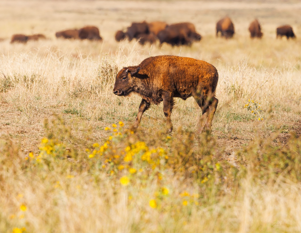 CB Photography Bison Calf