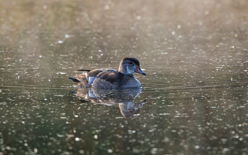 CB Photography Wood Duck