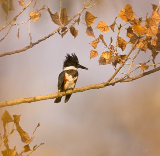 CB Photography Belted Kingfisher - Autumn Watcher