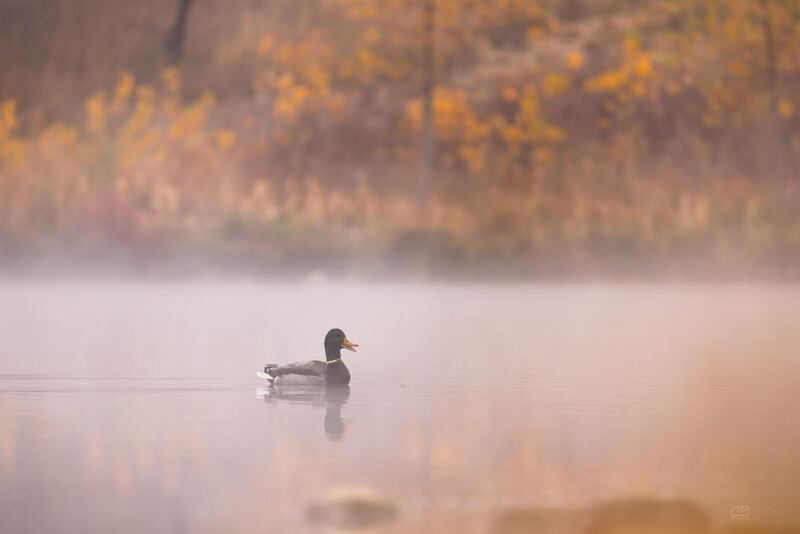 CB Photography Mallard