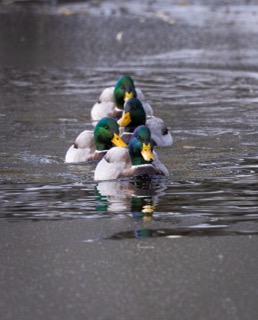 CB Photography Fourfold Reflection - Mallard Quartet