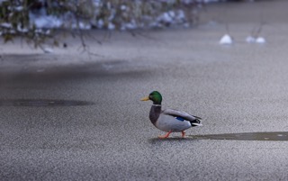 CB Photography Solstice Stroll - Mallard On Ice