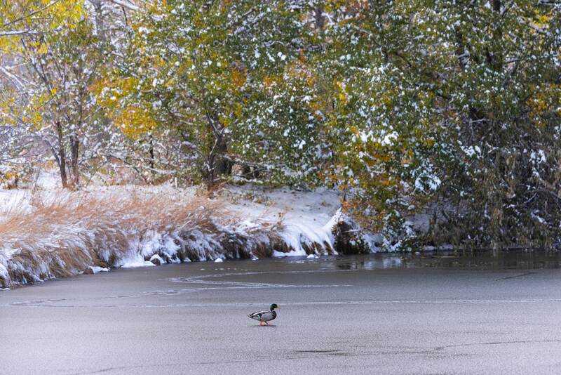 CB Photography Mallard Walking On Frozen Pond