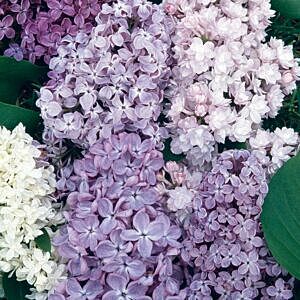 COMMON FRENCH LILAC (SYRINGA VULGARIS)