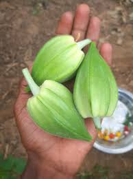 காபி வெண்டை | Coffe Okra