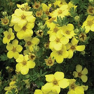 CORONATION TRIUMPH POTENTILLA (POTENTILLA FRUTICOSA ‘CORONATION TRIUMPH’)