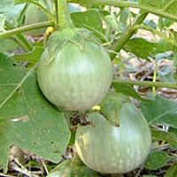 MEDIUM BHAVANI BRINJAL