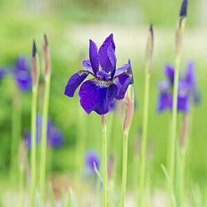 CAESAR'S BROTHER SIBERIAN IRIS (IRIS SIBIRICA ‘CAESAR’S BROTHER’)