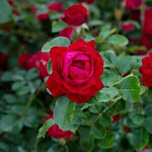 CANADIAN SHIELD ROSE (ROSA ‘CANADIAN SHIELD ®’)