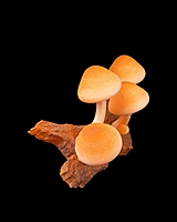 Cap-tivating Magnets