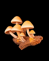 Cap-tivating Magnets