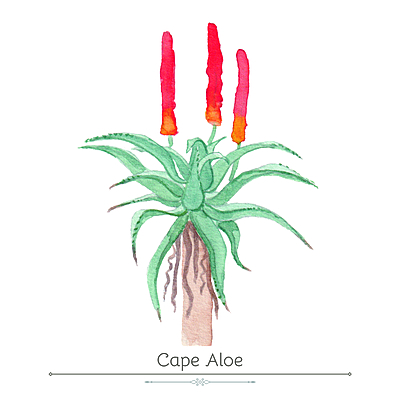 Cape Aloe Product Display Card