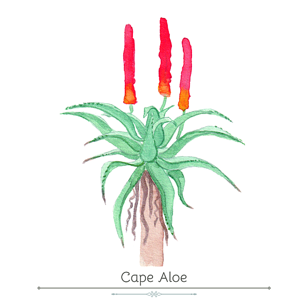 Cape Aloe Product Display Card