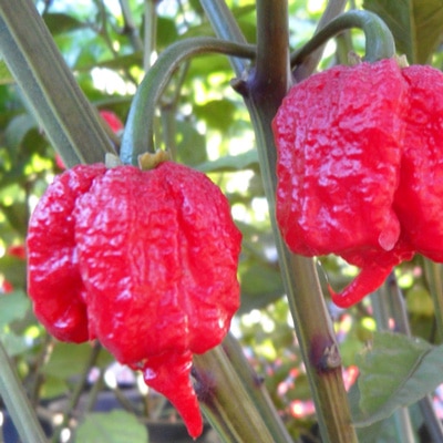 Assortiment de piments frais Assortiment de piments frais