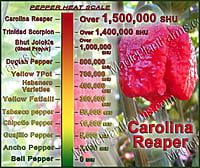 Chocolate Carolina Reaper Pepper Powder 1kg. / 2.2lb.
