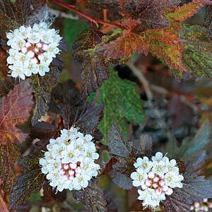 CENTER GLOW NINEBARK (PHYSOCARPUS OPULIFOLIUS ‘CENTER GLOW’)