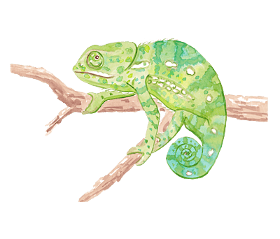 Flap-necked Chameleon